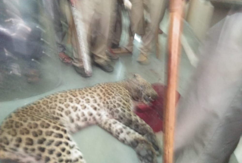 Leopard cub dead body found in mussoorie