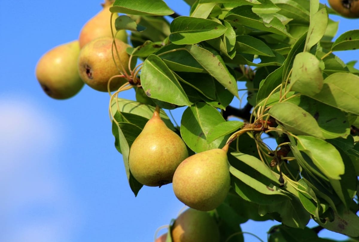 5 fruits that help reducing bad cholesterol from body