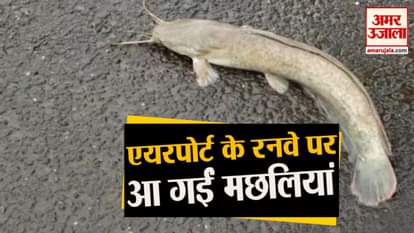 viral video of catfish in Juhu airport