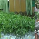 बिहार विधानसभा में आम पौधे बांटे जाने पर आरजेडी का विरोध