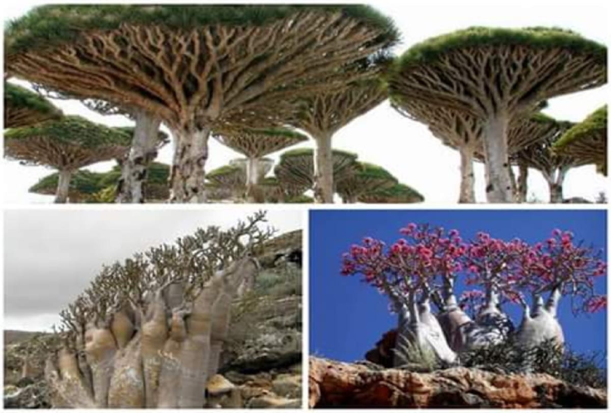 Alien island of socotra yemen where the tress are 2 crore years old