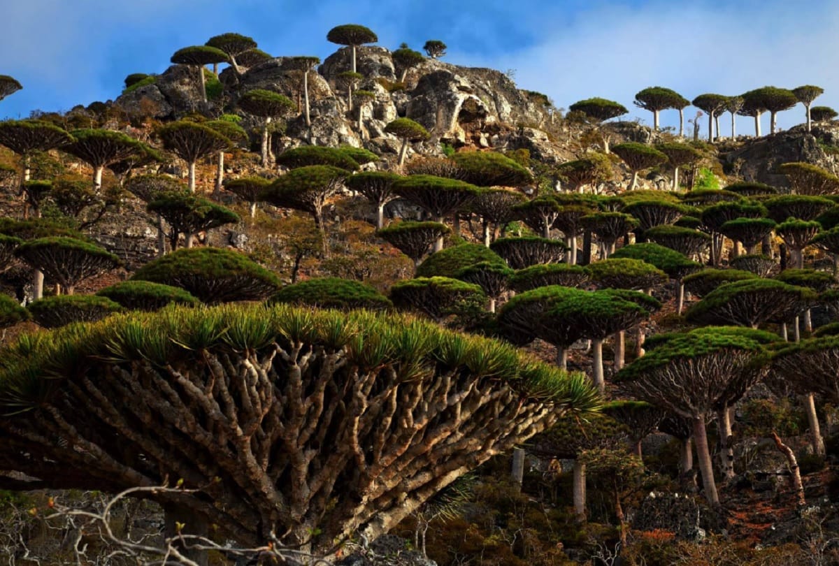 Alien island of socotra yemen where the tress are 2 crore years old