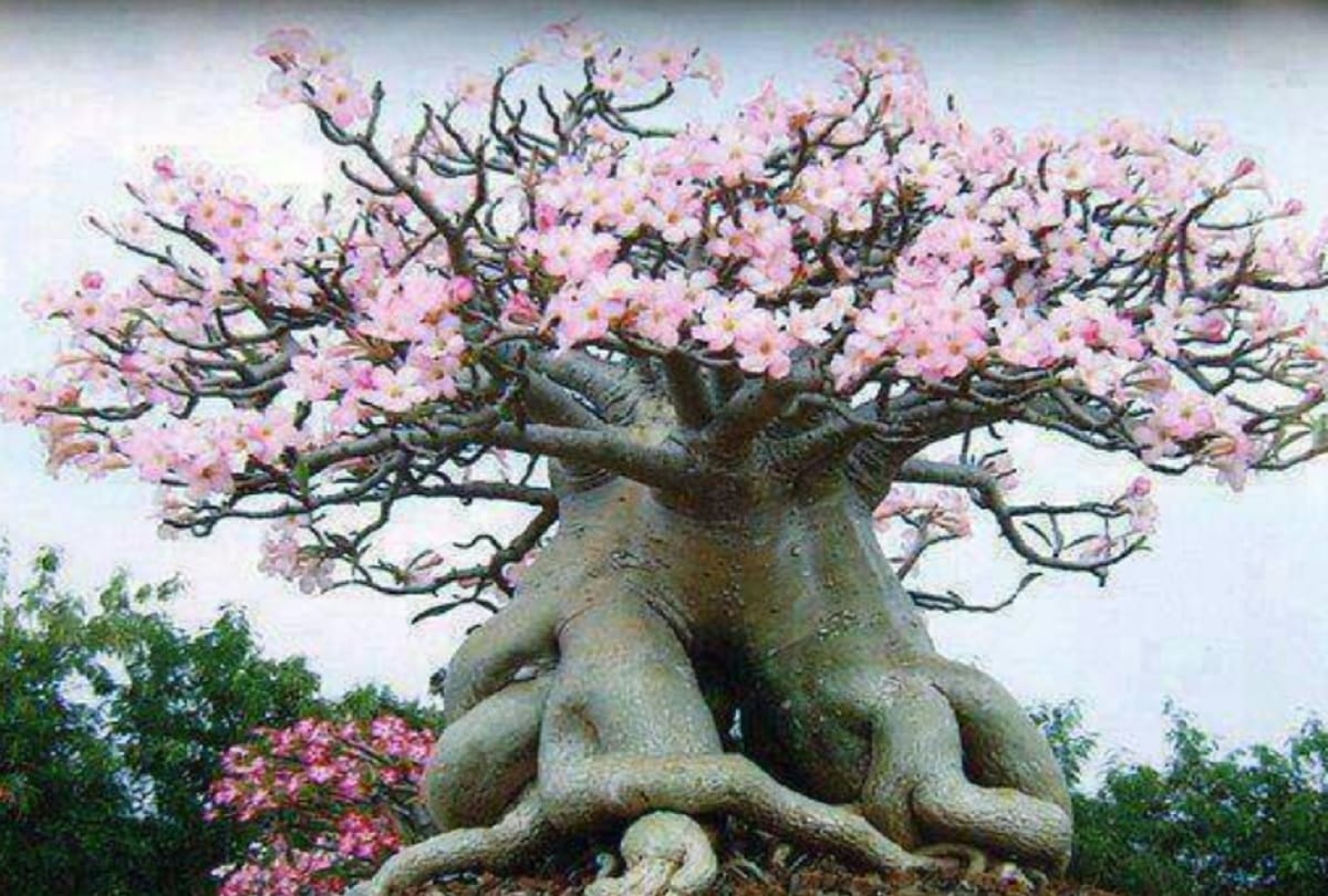 Alien island of socotra yemen where the tress are 2 crore years old