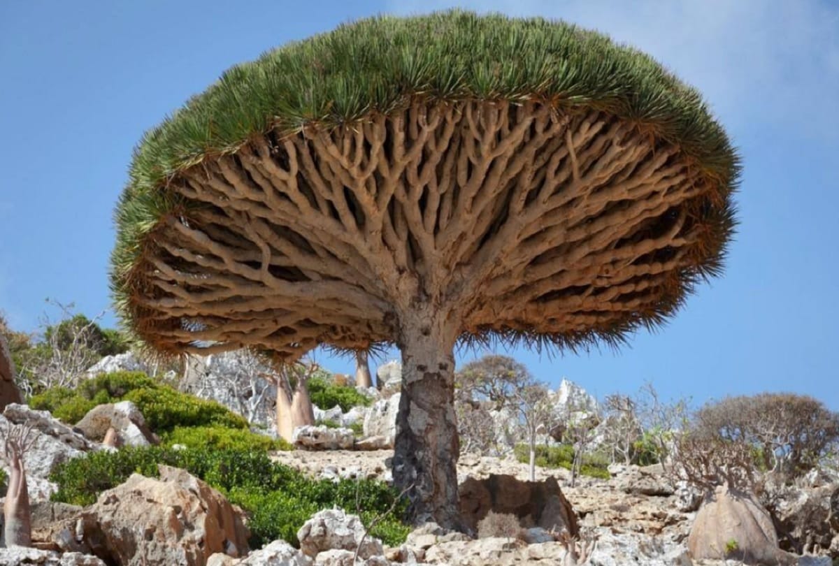 Alien island of socotra yemen where the tress are 2 crore years old
