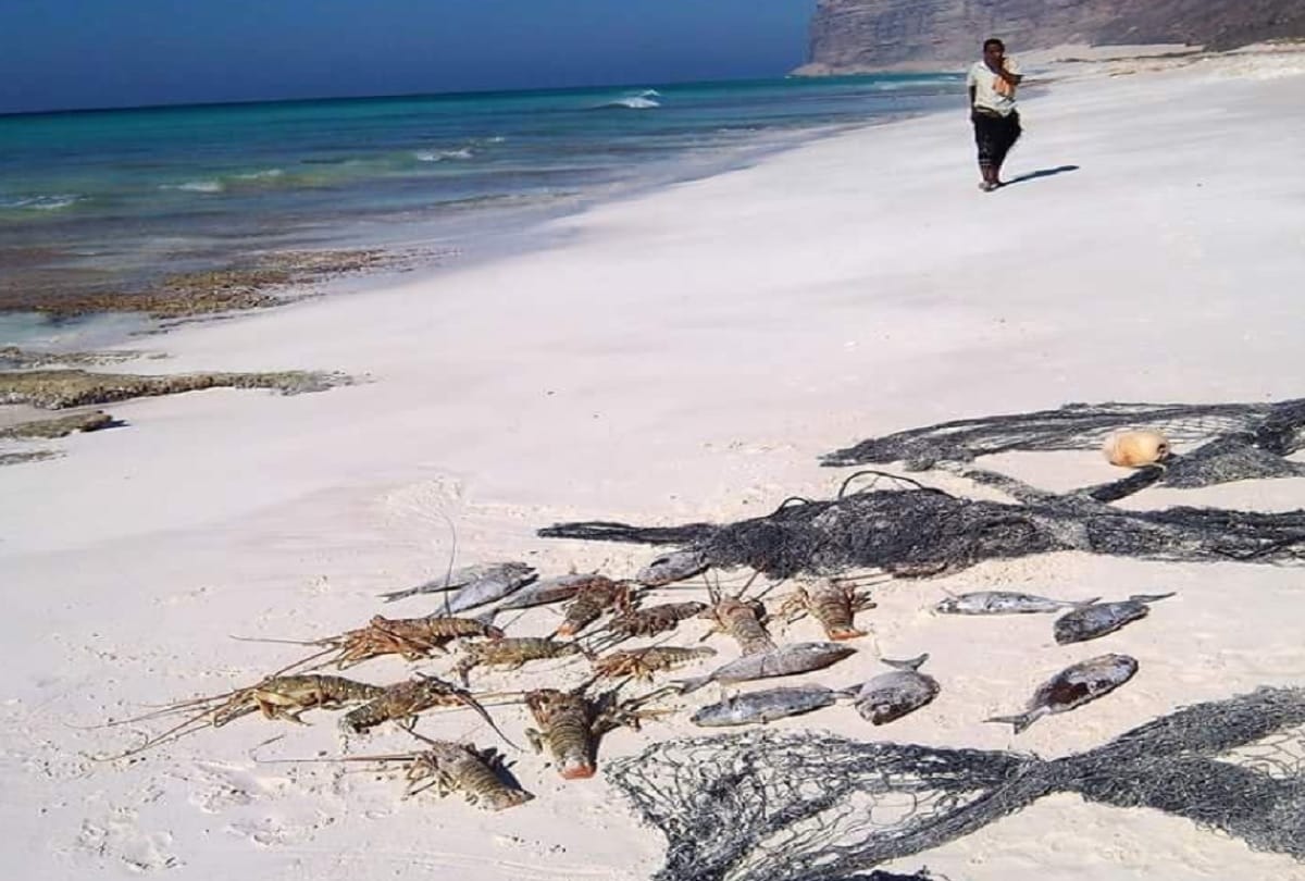 Alien island of socotra yemen where the tress are 2 crore years old