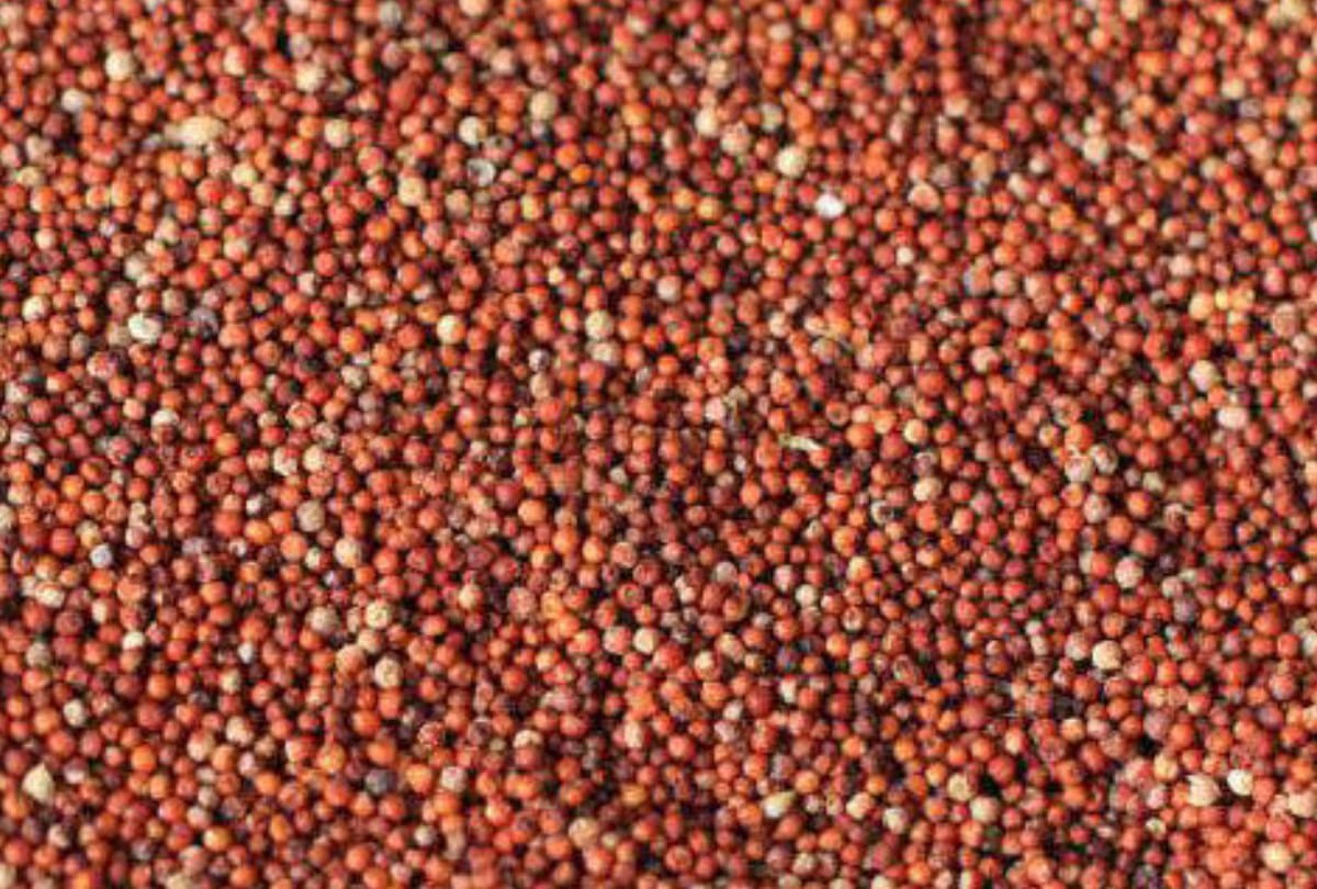 himachal agriculture department give 30 rupee subsidy on Millets