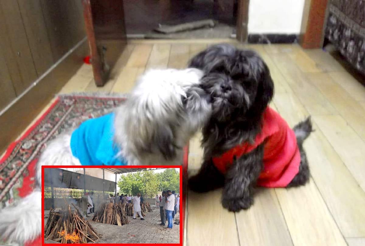 gurugram scientist murder wife daughter their 4 dogs not having food waiting owners send to shelter