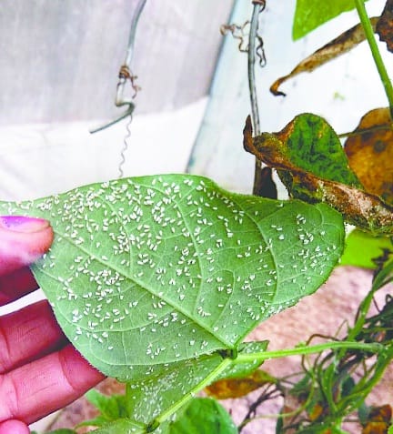 White fly outbreak in dhalchina, waste crops
