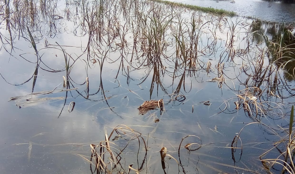 Hailstorm floods destroyed the cane crop