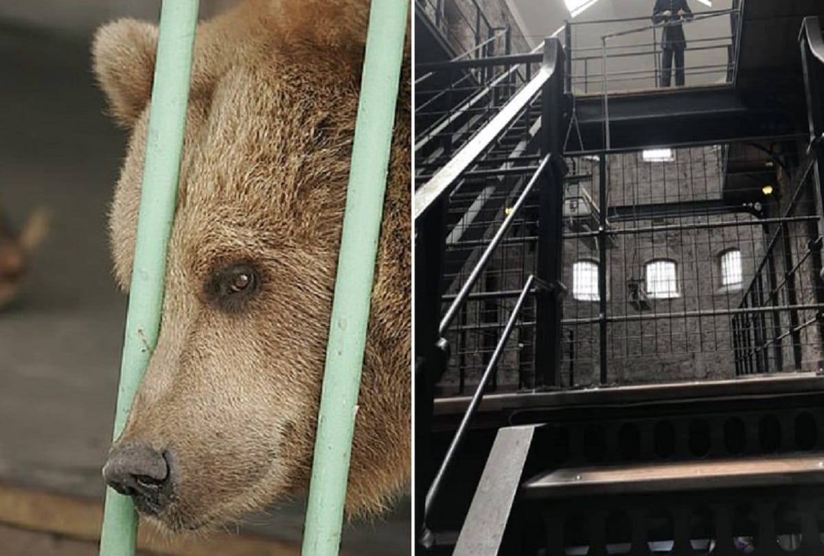 Bear serves life sentence in kostanay jail kazakhstan with dangerous criminals