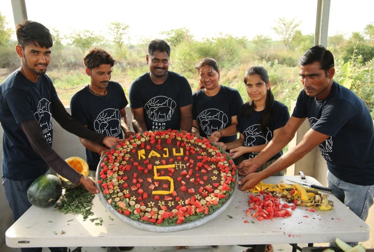 Raju Elephant celebrated freedom in Wildlife SOS Elephant Conservation and Care Center mathura