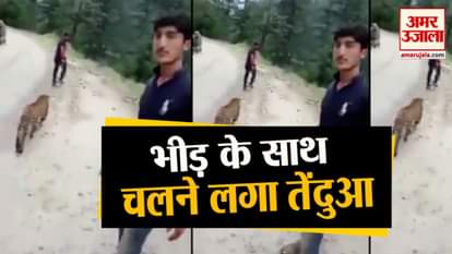 leopard on the road viral video and hyderabad traffic police