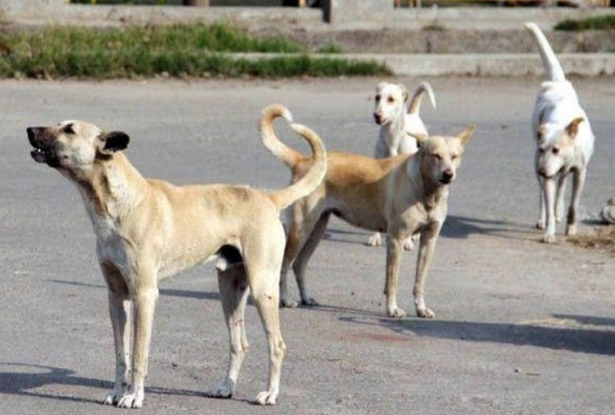 stray dogs attacked the woman in mathura