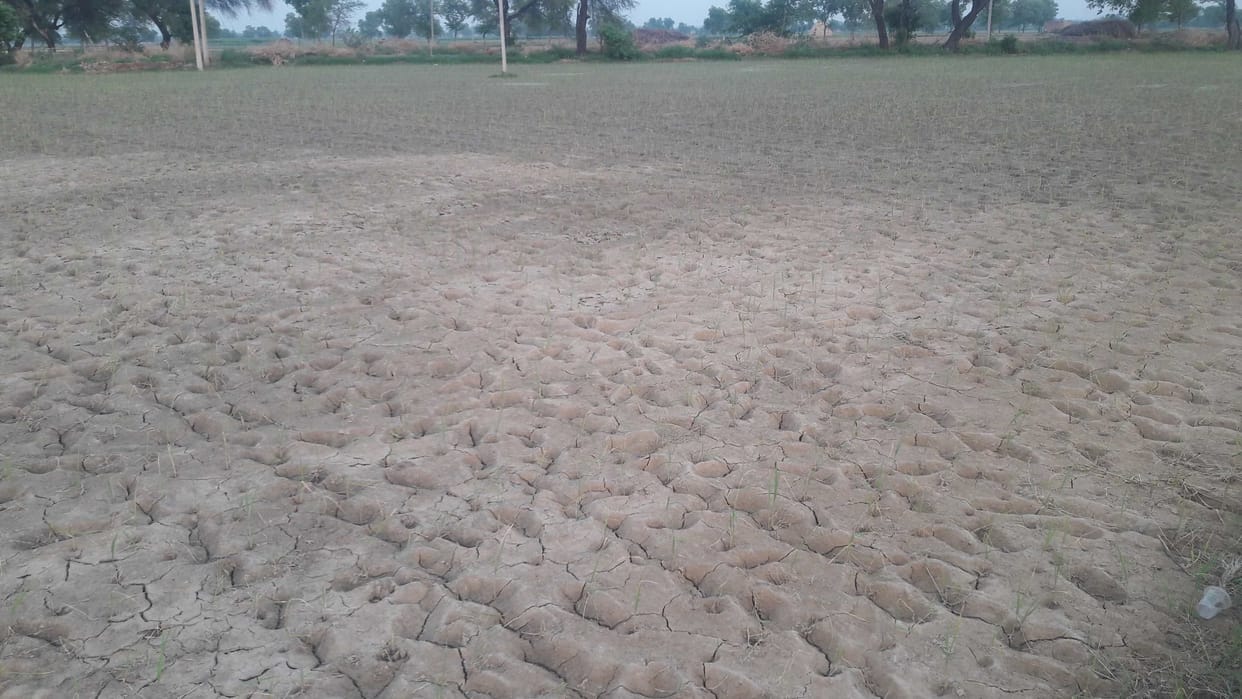 rice crop, agriculture, fatehabad