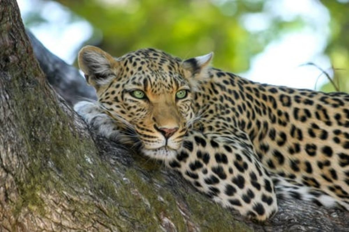 Man eating leopard caughtin kathua jammu kashmir