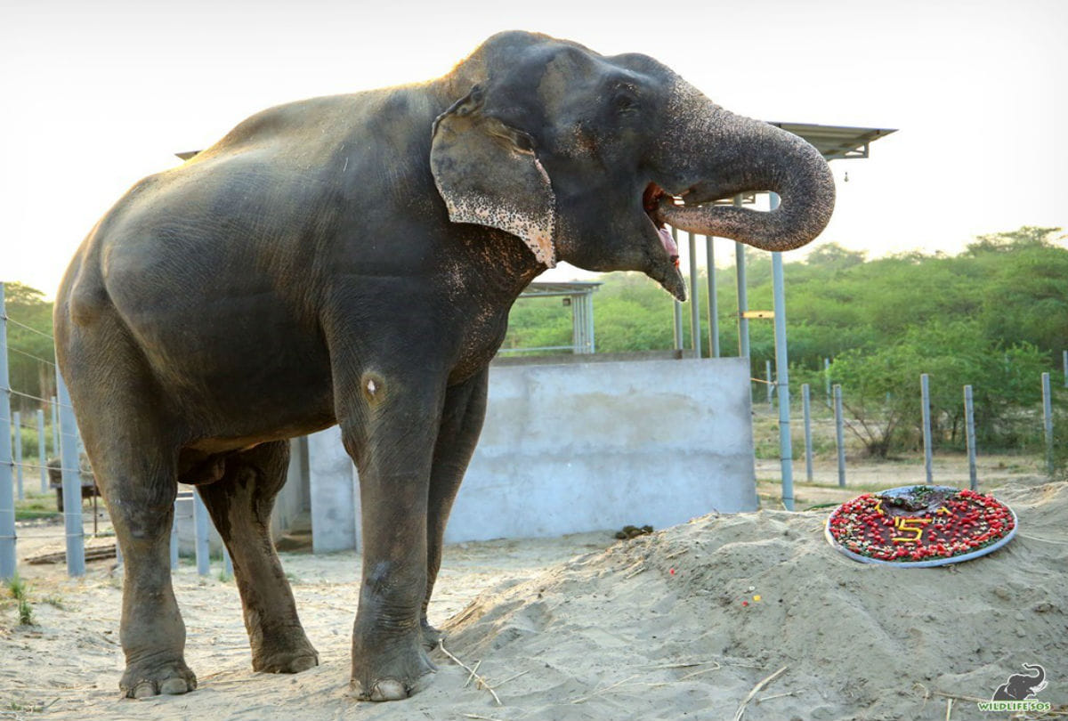 Story Of Rescued Elephant In Churmura