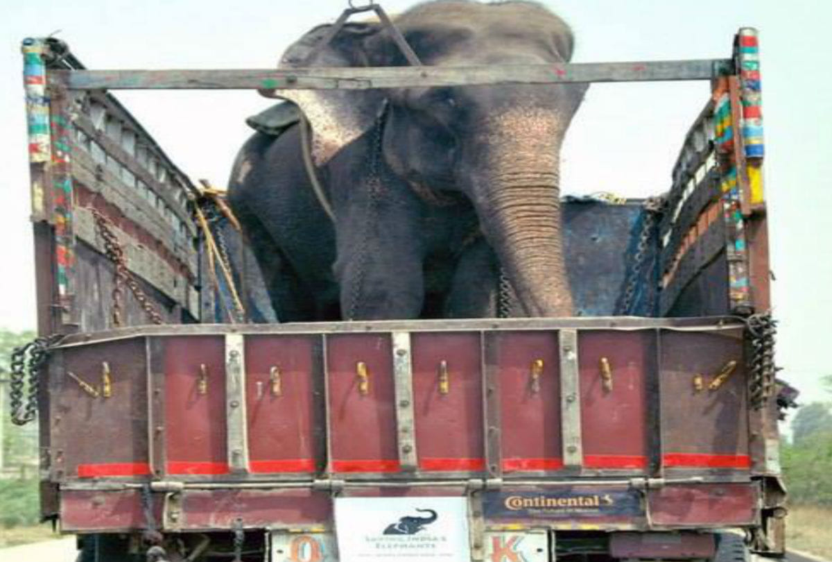 Raju Elephant celebrated freedom in Wildlife SOS Elephant Conservation and Care Center mathura