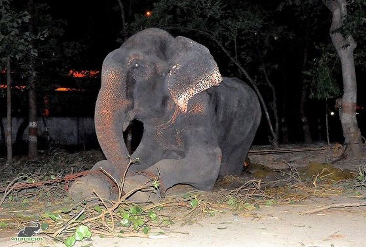 Raju Elephant celebrated freedom in Wildlife SOS Elephant Conservation and Care Center mathura