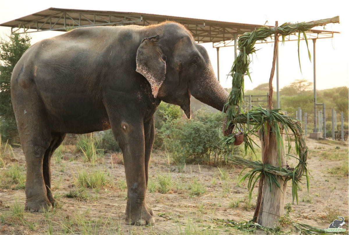 Elderly woman dies in attack of wild elephant in Chhattisgarh