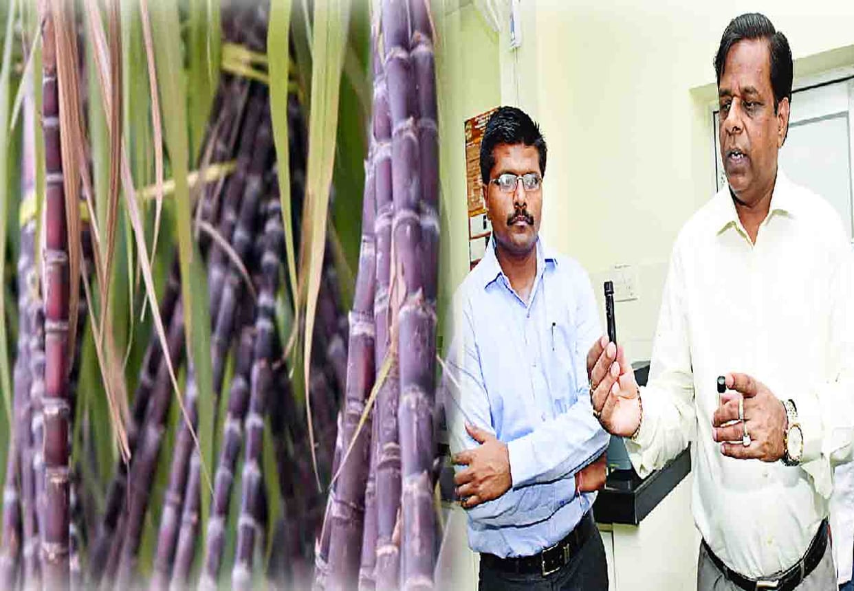Cream will be made from sugarcane and remove wrinkles