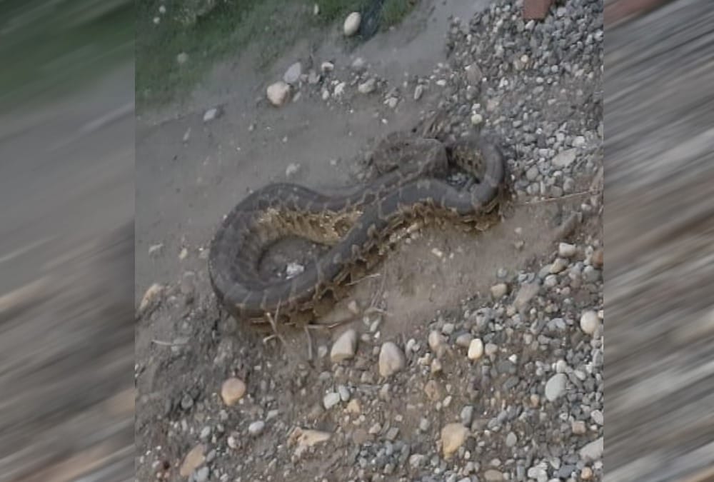 Giant Python Swallows goat found in dehradun Populated area