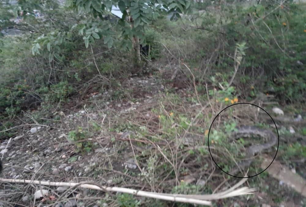Giant Python Swallows goat found in dehradun Populated area