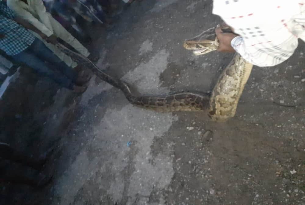 Giant Python Swallows goat found in dehradun Populated area