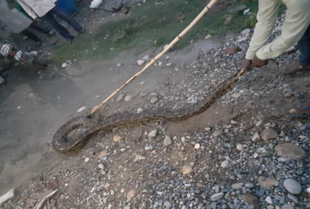 Giant Python Swallows goat found in dehradun Populated area