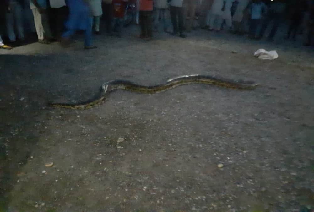 Giant Python Swallows goat found in dehradun Populated area