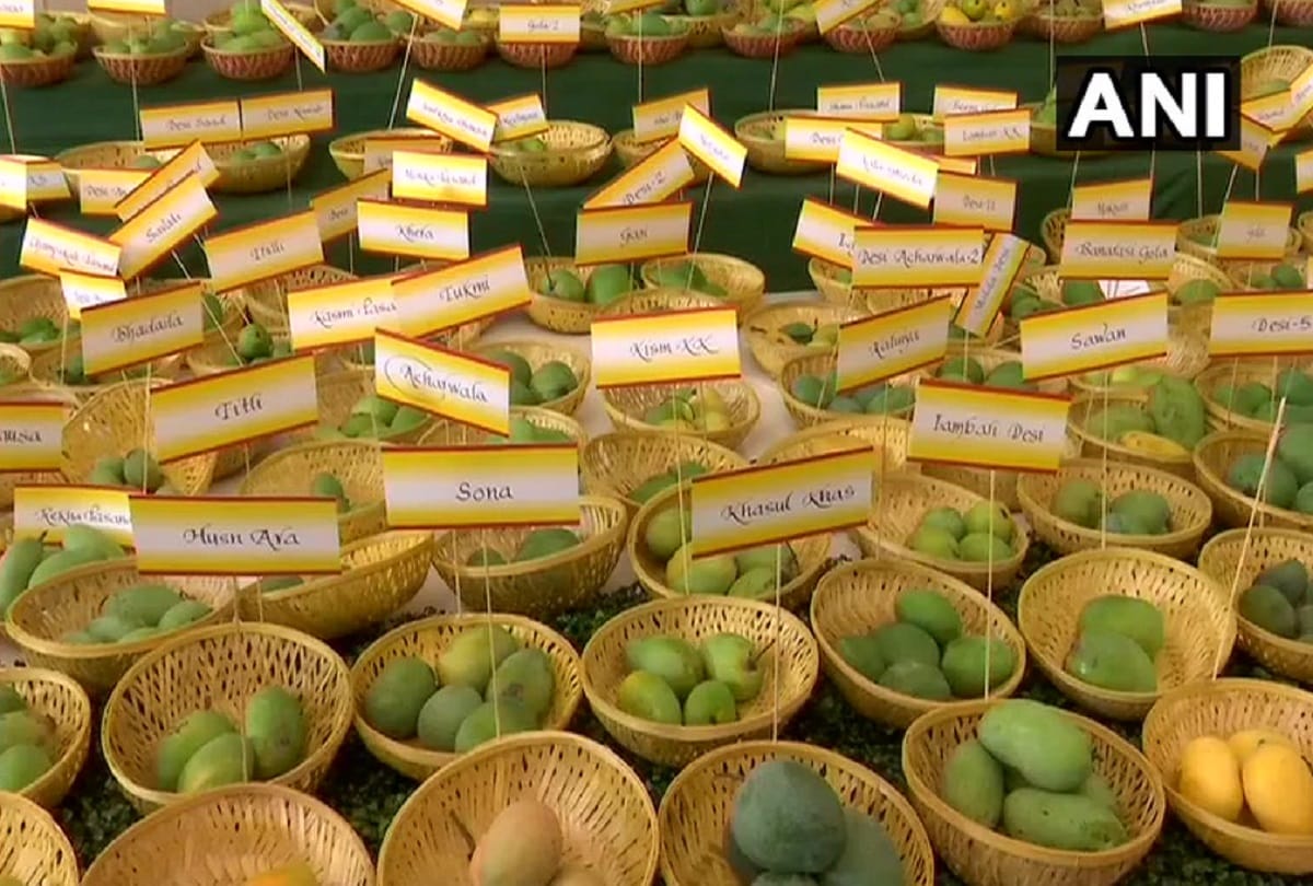mango festival begins in delhi till 7 july in dilli haat 