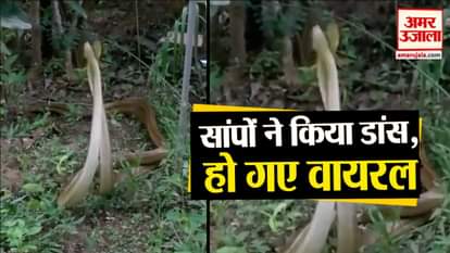 snake dance viral video and salman khan superstar girl