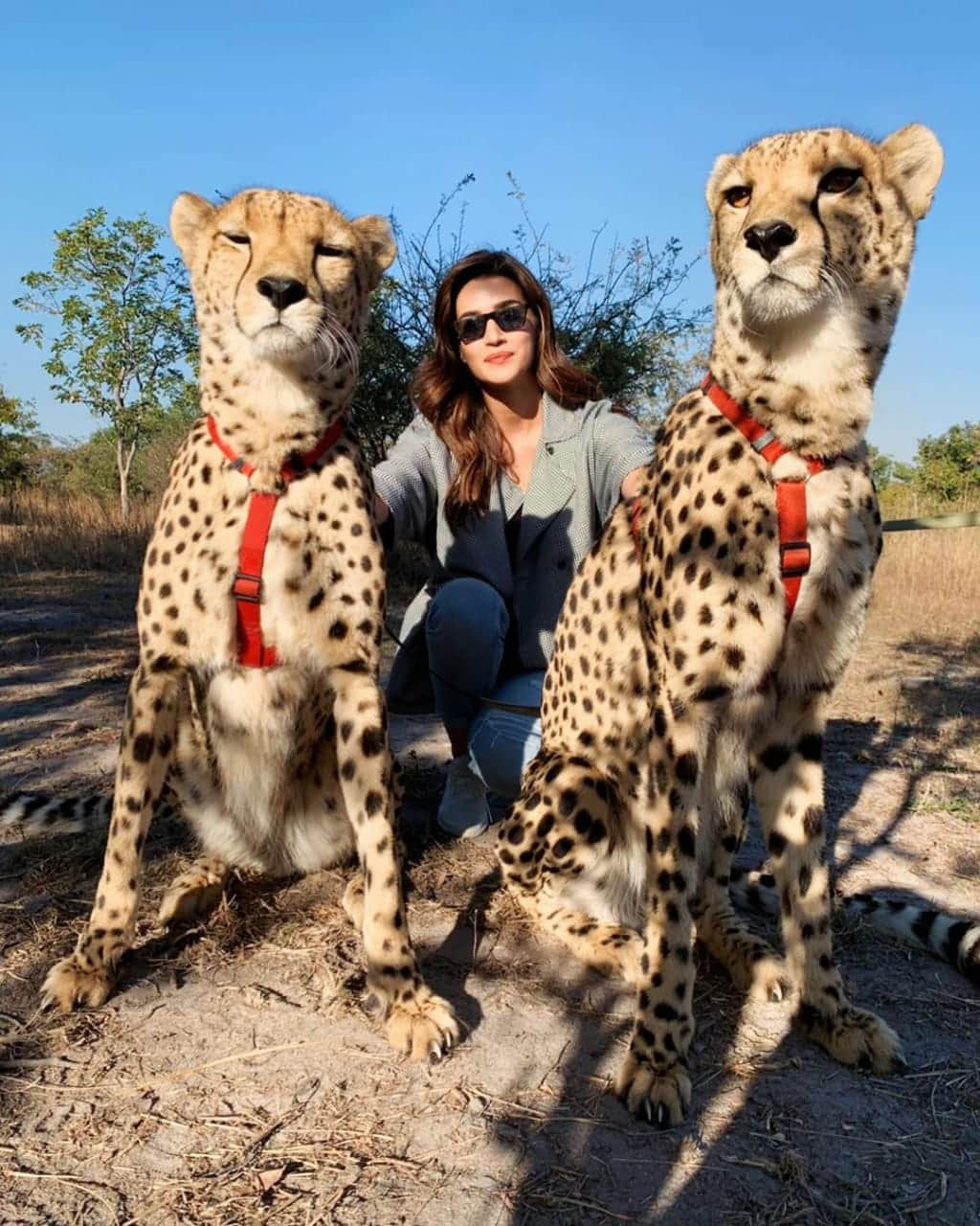 Kriti Sanon being trolled for pics with wild animals