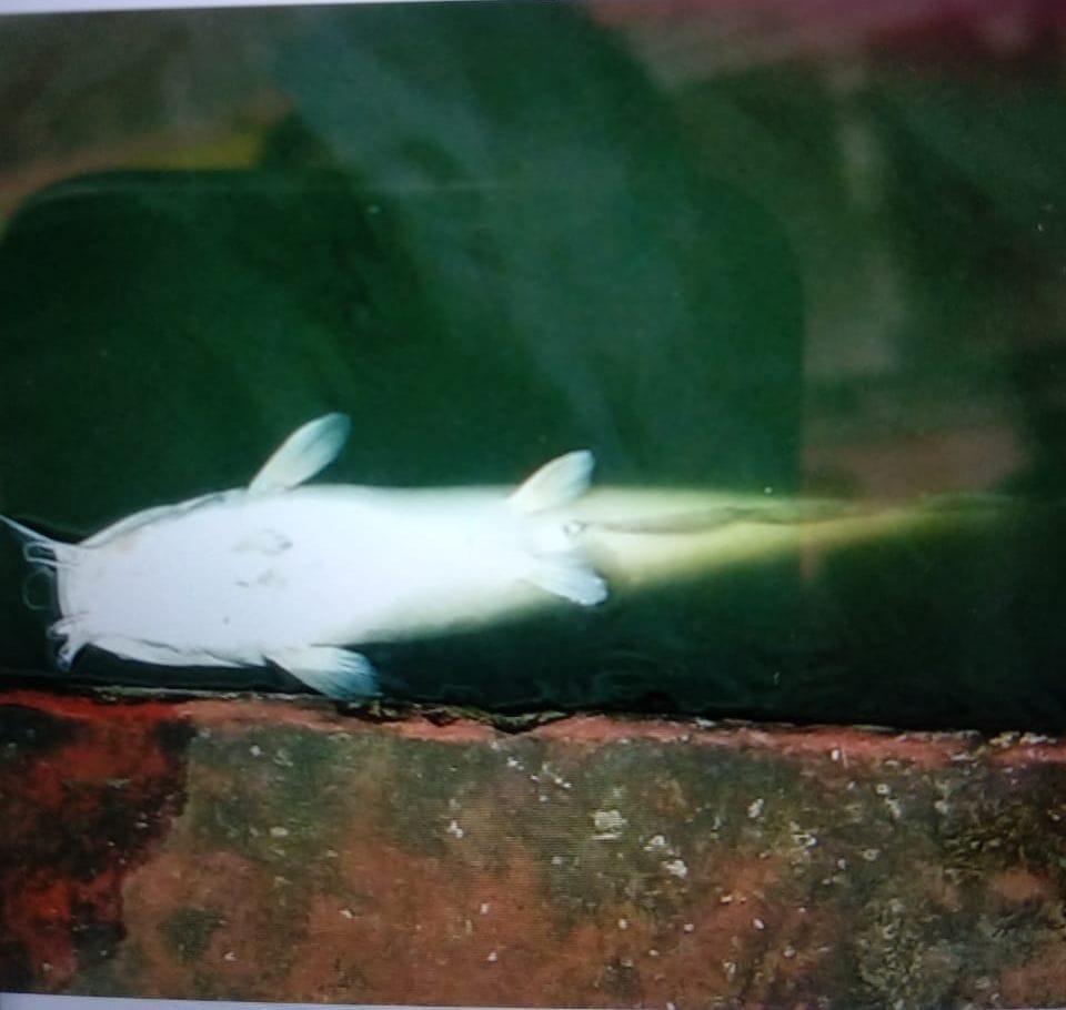 Fishes die from pollution