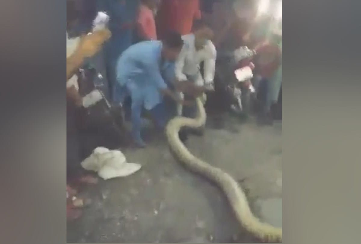 25 feet pythan catch in uttarakhand himachal border Sirmour