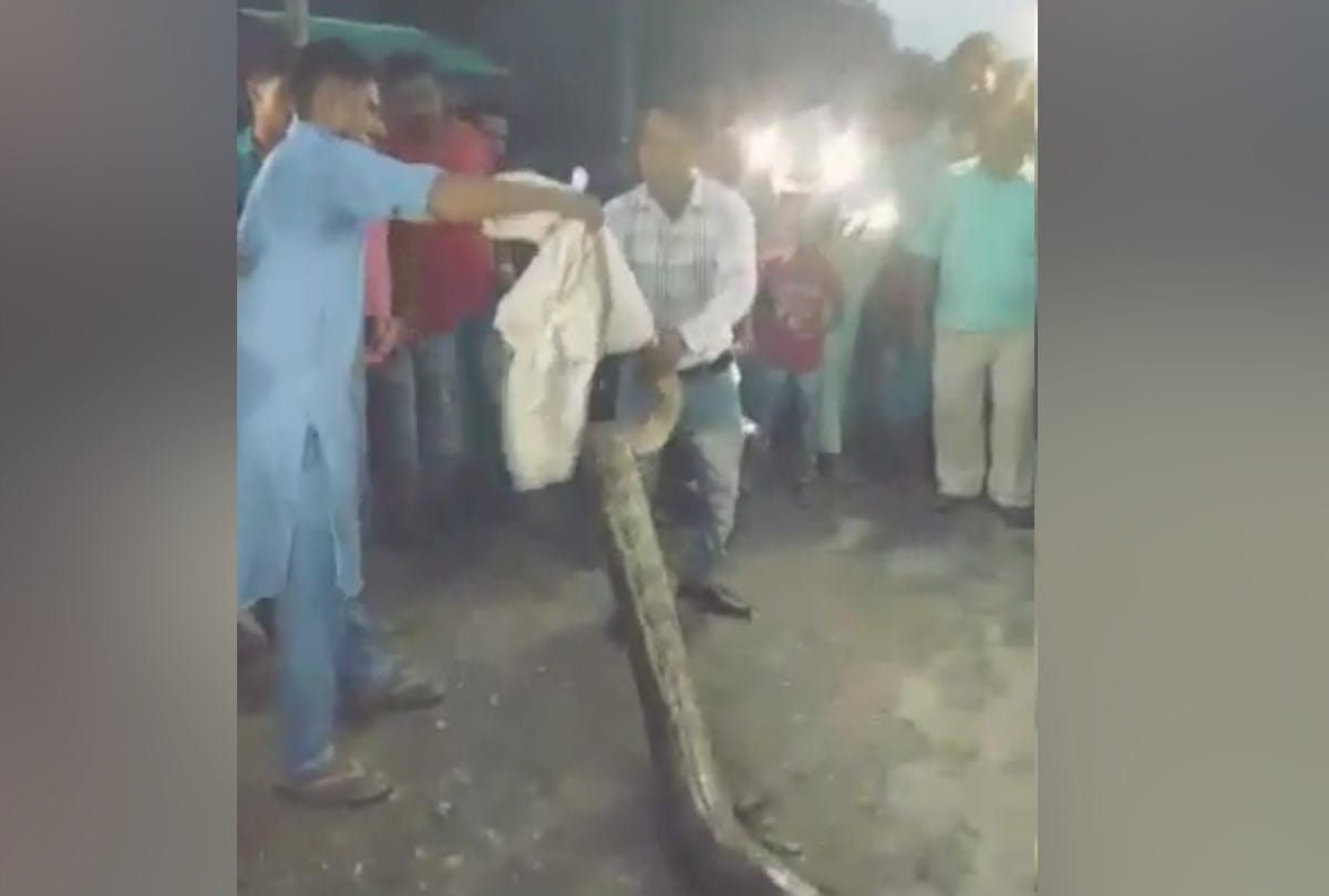 25 feet pythan catch in uttarakhand himachal border Sirmour