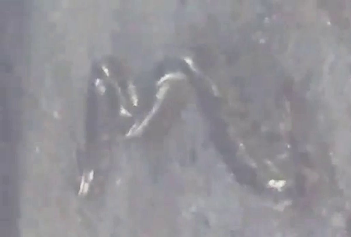 25 feet pythan catch in uttarakhand himachal border Sirmour