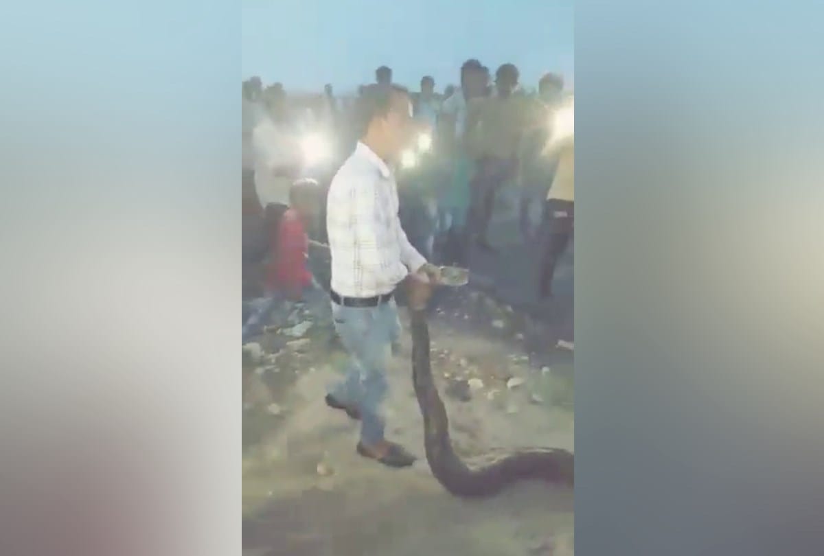 25 feet pythan catch in uttarakhand himachal border Sirmour