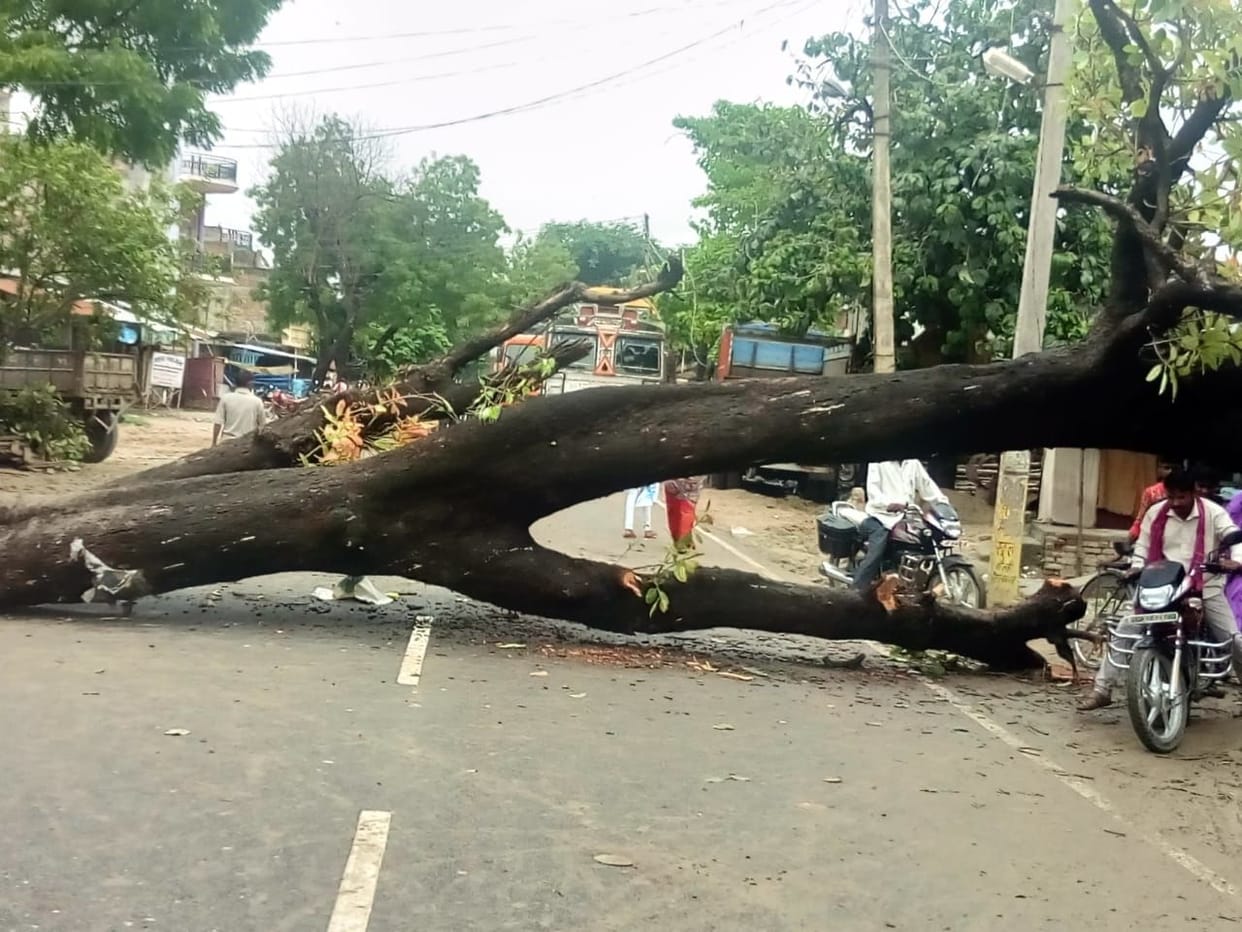 tree fall on road