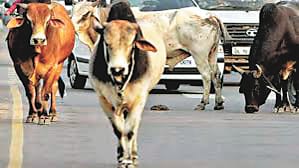 Relief to the farmers, now the village-village open cow protection center