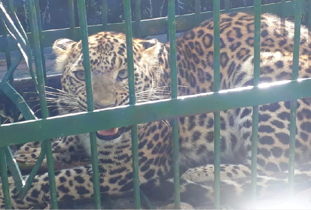 Leopard trapped in Cage in pauri village