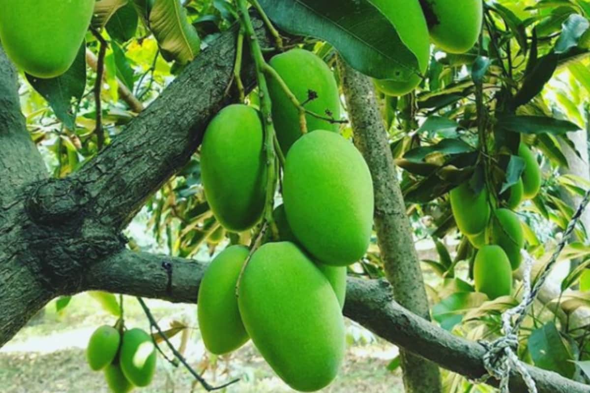 Germany-Itali People will taste dashehari mango of Saharanpur, several Quentals export