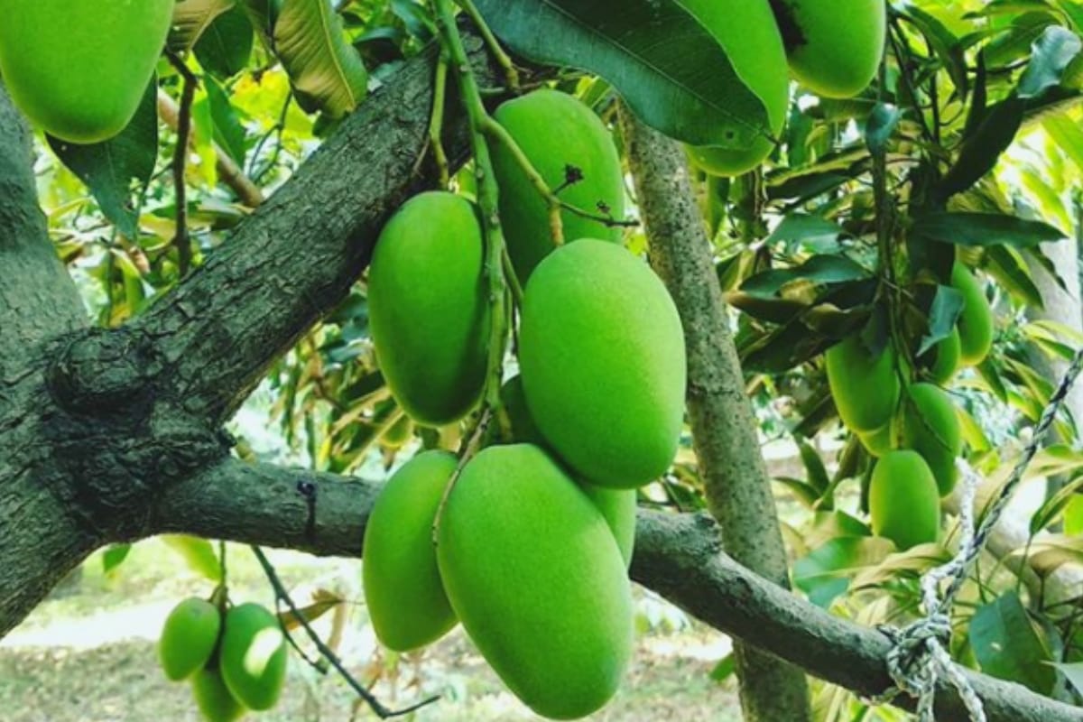 benefits of eating raw mango in hindi