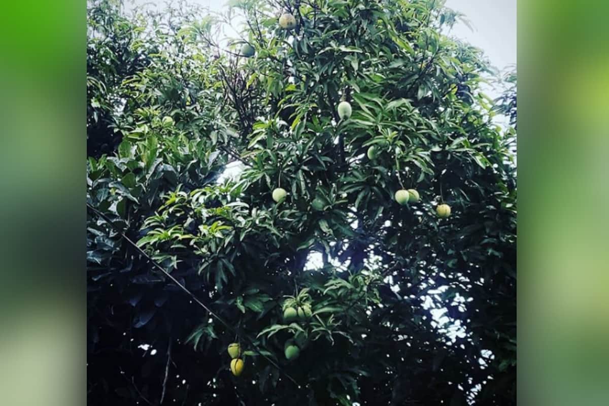 uttarakhand news : Now you case eat mango even in winter