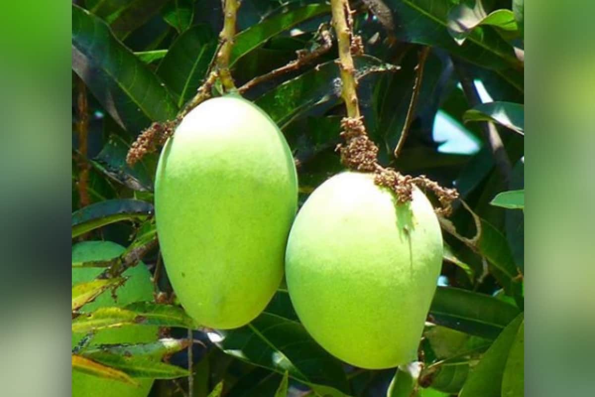 uttarakhand news : Now you case eat mango even in winter