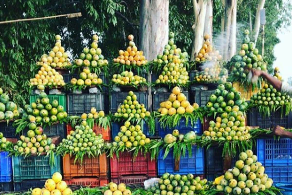 Germany-Itali People will taste dashehari mango of Saharanpur, several Quentals export