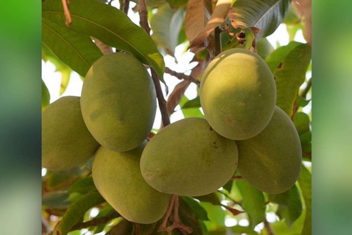 Disaster, rumor and virus destroyed three crops of Dussehra