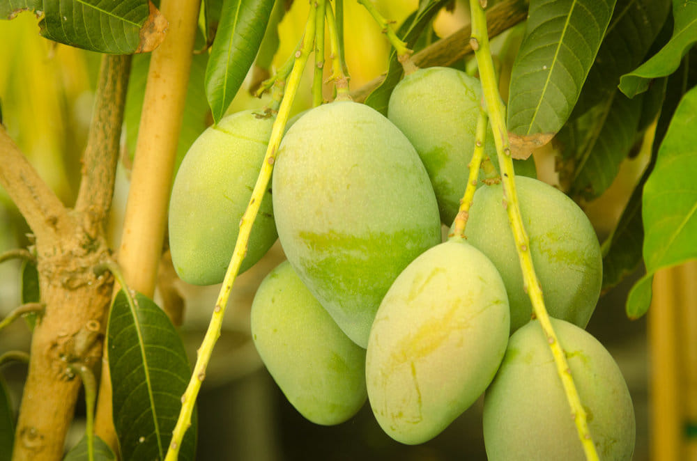mangoes export to Germeny