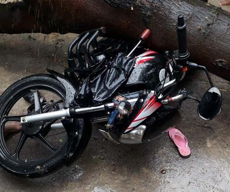 tree fell woman died