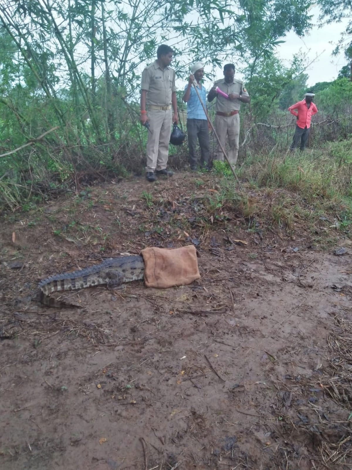 people panic see crocodile in villages Mirzapur