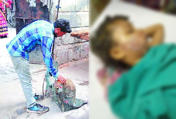 dog bite in panchkula, girl out of danger now, dog catcher team active